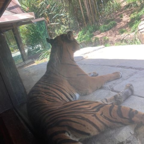 Meet your Posher, Tomas - Picture 1 of 1